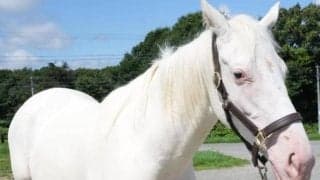 全姉ゴージャスの白毛馬 ジャジャミンがデビュー勝ち狙う