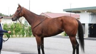 二冠牝馬は上のステージへ 馬体派記者がヴィクトリアM出走のエンブロイダリーを高評価