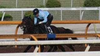 バステール、日本ダービー2週前追い切り速報/栗東トレセンニュース