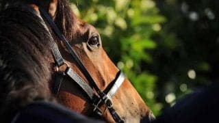 【オークス／危険な人気馬】“名牝も敗れた”前走の完勝ぶりが裏目に出る可能性　「0.0.0.61」が物語る距離不安も
