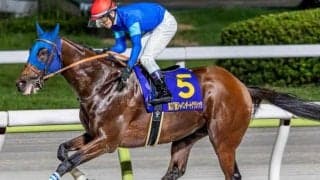 【平安S】サンダースノー産駒がJRA重賞初制覇なるか ナルカミが参戦