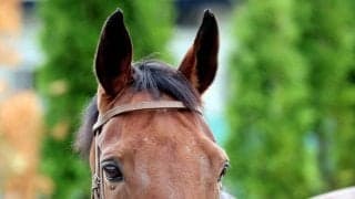 ２５年関屋記念を制したカナテープが競走馬登録を抹消　今後は坂東牧場で繁殖牝馬になる予定