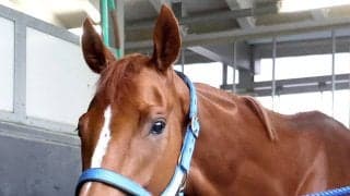 【オークス・土曜気配】「輸送は大成功」と陣営も笑み　今村聖奈騎手で臨むジュウリョクピエロは第一関門を突破　