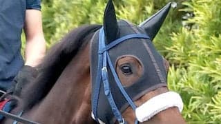 【オークス・土曜気配】１戦ごとの上積みが大きいエンネ　東京への輸送は２戦連続で「全然問題なく」と陣営