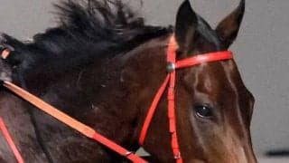 【チャンピオンズ＆チャターＣ】獲得賞金５５億円超に！ロマンチックウォリアー香港３冠＆に「ファンタスティック」とシャム調教師