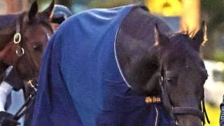 【目黒記念・山下の特注馬】Ｇ１馬の母を持つミラージュナイトが重賞初Ｖを決める