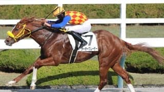 【葵Ｓ・理貴の特注馬】芝替わりのテーオーグレーザーが面白い存在　陣営「芝でもやれると思う」