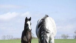 クロノジェネシスが４番子となる牡馬を出産　父はキタサンブラック　「弾むようなフットワークには力強さがあり…」