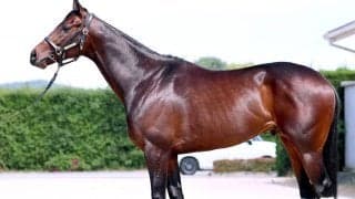 【松山康久元調教師のダービー馬体診断】コンジェスタスは９・５点　ルックスは端正　プロポーションは抜群　品があります