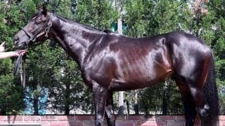 【松山康久元調教師のダービー馬体診断】ジャスティンビスタは８・０点 　黒鹿毛の馬体は雄大ですが、洗練されています