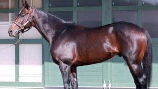 【松山康久元調教師のダービー馬体診断】フォルテアンジェロ９・０点　ピカピカに輝く体は機能美にあふれています