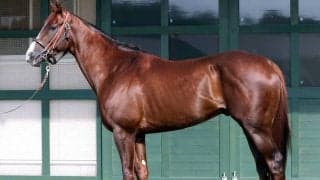 【松山康久元調教師のダービー馬体診断】グリーンエナジー９・０点　 深みのある栗毛はピカピカに光り、栄養が行き届いている証し