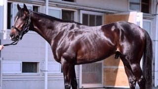 【松山康久元調教師のダービー馬体診断】エムズビギン　８・５点　背中のラインは薄く、伸縮力は抜群です