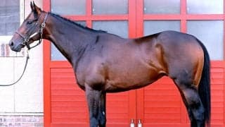 【松山康久元調教師のダービー馬体診断】パントルナイーフは９・０点　ボリュームのある見事な体形　大きく賢そうな黒い瞳
