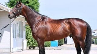 【松山康久元調教師のダービー馬体診断】マテンロウゲイル８・０点　鍛えられて鋼のような筋肉は、まさにスーパーアスリート