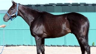 【松山康久元調教師のダービー馬体診断】アウダーシアは９・０点　さえた漆黒の皮膚　筋肉は薄く伸縮力は十分