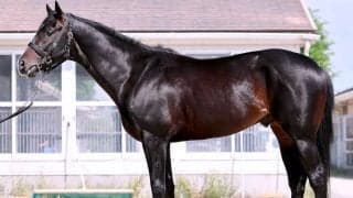 【松山康久元調教師のダービー馬体診断】アルトラムス８・０点　後肢についた筋肉はボリュームがあり、高い出力を備えています