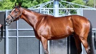 【松山康久元調教師のダービー馬体診断】ショウナンガルフ７・５点　長距離仕様で、極限の仕上がりとみていい