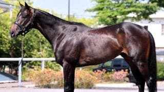 【松山康久元調教師のダービー馬体診断】アスクエジンバラは９・５点　百戦錬磨の戦士のよう　広い肩関節と股関節の可動域