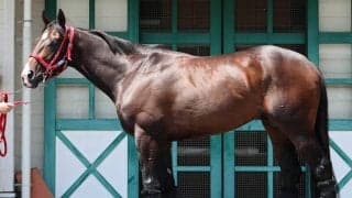 【松山康久元調教師のダービー馬体診断】メイショウハチコウは７・５点　容積の大きいたくましい筋肉が付着　腹袋もゆったり