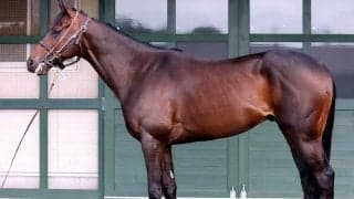 【松山康久元調教師のダービー馬体診断】ライヒスアドラーは９・５点　名馬に多い左後一白　胸囲があり心肺機能も高い