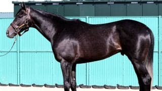 【松山康久元調教師のダービー馬体診断】リアライズシリウスは１０点満点　流線形のスラッとした体形　優しい目元