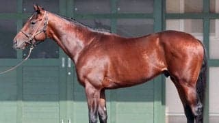 【松山康久元調教師のダービ馬体診断】ゴーイントゥスカイは９・５点　りりしい顔立ち　バランスが取れたシルエット