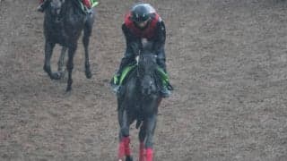 シックパラソルなど、先週のゲート試験/栗東トレセンニュース