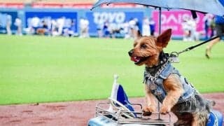 ドジャース　球場に愛犬大集合！家族と観戦　大谷人形背負い、ブルーのドレスにボール型バギー…熱量が凄すぎる♥