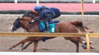 【ＰＯＧ】「初戦で勝てればいい」関西発ニドヅケキンシが１３日阪神５Ｒで佐藤悠厩舎からデビュー　一度ですっきりカツ