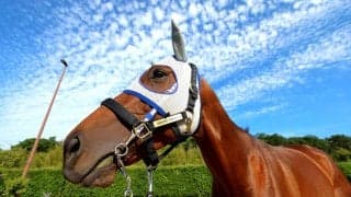 【宝塚記念】武豊騎手のメイショウタバルは８枠１６番でも押し切れる　石橋調教師「内の人気馬を見ながら行ける」