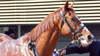 【函館スプリントＳ】ジョーメッドヴィンは追い切り後も順調　横山琉人騎手が継続騎乗　陣営「いい状態で臨めます」