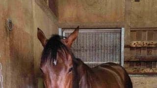 【ＰＯＧ】近親にマジックサンズなど活躍馬が多数　ショウナンカノアが１３日函館でデビュー　陣営「大人っぽい一面も」