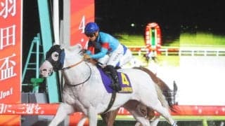 ２４年羽田盃を制した白毛馬アマンテビアンコが現役引退へ　シルク・ホースクラブが発表