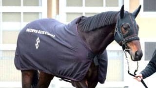【宝塚記念・金曜気配】コスモキュランダは金曜輸送で万全の態勢　加藤士調教師「雰囲気はすごくいい」