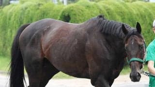 重賞３勝のカラテが誘導馬を引退　ＳＮＳ惜別「第三の馬生をのんびり過ごせるとええな」「絶対会いに行くよ」