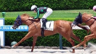 【阪神６Ｒ・２歳新馬】クロリスが悠々と押し切る　西村淳也騎手「一生懸命頑張ってくれました」