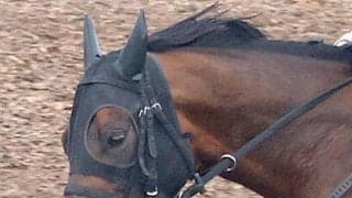 【函館スプリントＳ】４番人気エーティーマクフィは惜しい２着　富田暁騎手「本格化してきた感じはあります」