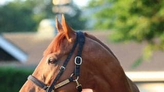 【宝塚記念】３番人気ダノンデサイルは追い込むもＧ１・４連続の３着　戸崎圭太騎手「ポジションは思っていたより...」