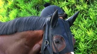 【宝塚記念】６番人気のマイユニバースが死す　３角過ぎから失速、直線で急性心不全を発症