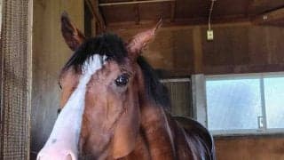 【函館・三戸の特注馬】大物の予感漂うコックニーが２１日の函館でデビュー予定　陣営「スピードが強みです」