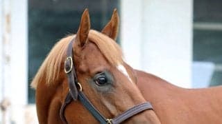 【しらさぎＳ】「競馬場の雰囲気に…」と陣営が前走を振り返るエコロアルバ　唯一の３歳馬として古馬撃破へ