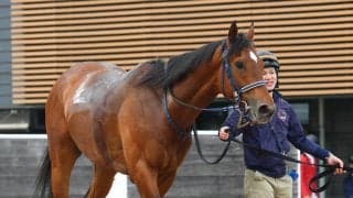 【函館記念・１週前】連勝中のフィーリウスが上々の動きで先着　重賞初制覇へ手塚久調教師「チャンス十分」