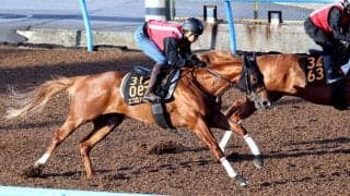 【しらさぎＳ】エコロアルバは道中併走から併入と追い切りに変化　陣営の思惑や評価は