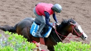 【しらさぎＳ】シンフォーエバーは行きっぷり良し　陣営「今回は１６００メートルになるので」変わり身期待