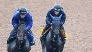 【府中牝馬Ｓ】好調！田中博厩舎の素質馬ヴァルキリーバースが長欠明けを叩いて上昇　陣営「使って型通り」