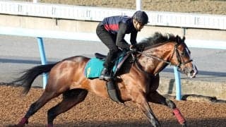 【ＰＯＧ】母系にＧ１活躍馬がズラリ　２０日東京デビューのコナパームスに森一誠調教師「心肺機能が高くていい馬」