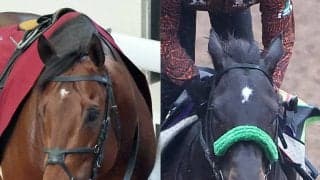 【ＱＥ２世ジュビリーＳ】昨年２着のサトノレーヴは今年も外枠１８番ゲート　ルガルは「良い枠だと思う」４番ゲートに