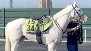 【函館５Ｒ・２歳新馬】“白毛一族”スノーウィスパーは６着に敗れる　姉のソダシ、マルガに続く函館デビュー戦Ｖならず