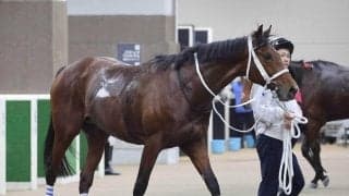 土曜東京競馬場の注目激走馬…東京１１Ｒスレイプニルステークス